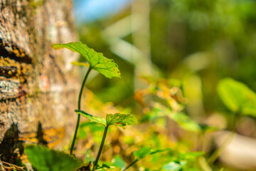 green leaves on the tree