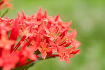 red and yellow flower