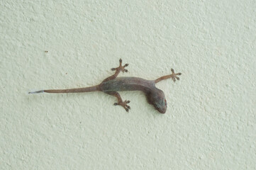 lizard on the wall