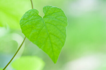green leaves background