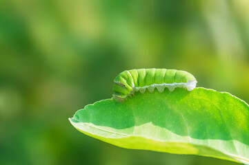 close up of a green leaf
