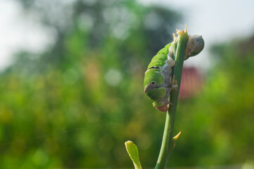 bud of a poppy