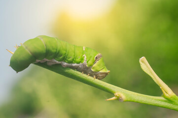 caterpillar on a leaf