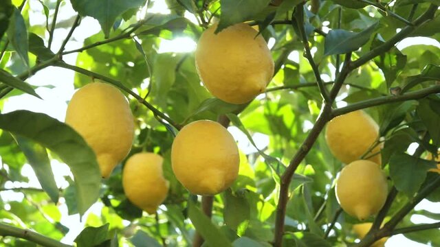 Detail of lemon tree with ripe lemons ready to harvest and consume.
