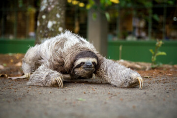 Three-toed sloth in Costa Rica. Animal of the tropical forest.  © MarcoDiaz