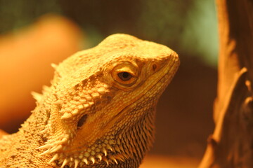 Central bearded dragon's head. Close up size.