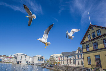 The seagulls at Tjornin Lake, the center of Reykjavik, Iceland, summer time.
