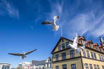 The seagulls at Tjornin Lake, the center of Reykjavik, Iceland, summer time.