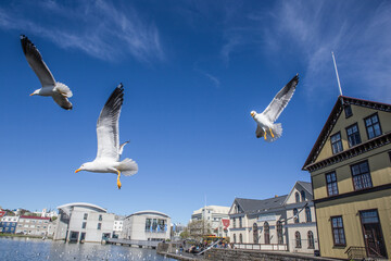 The seagulls at Tjornin Lake, the center of Reykjavik, Iceland, summer time.