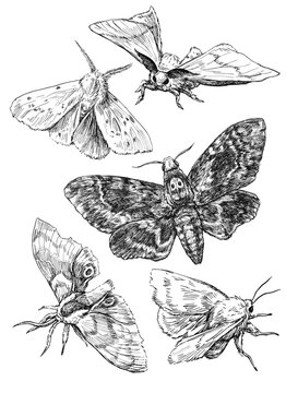 Set of 5 illustrations of moths. Hand drawn ink sketches