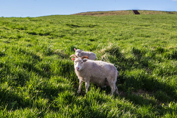The sheep eating grass in Myvatn area, Iceland, during summer time.