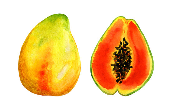 Clipart tropical fruit papaya, whole and cutaway. Bright watercolor illustration in red and yellow colors on a white background, for decoration, fabrics, covers, menus and clothes.