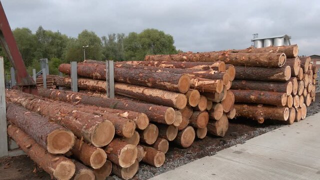 Round timber logs preparation sorting processing at sawmill. Wheel loader and automatic sorting logs diameter at the sawmill. Sawn trees from the forest. Logging timber wood industry. 
