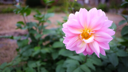 Beautiful pink flower blooming in the garden 