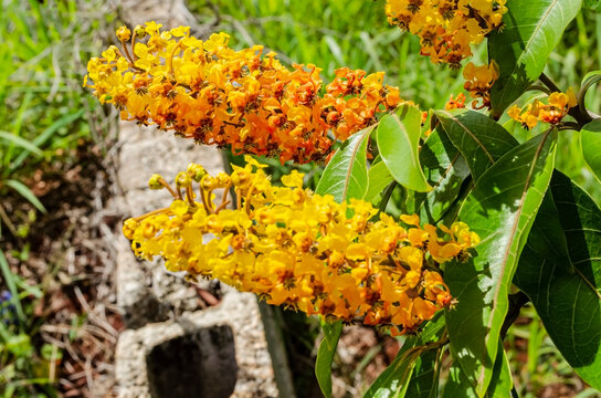 Blossoms Of Hogberries