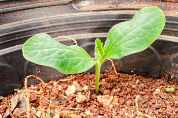 Pumpkin Seedling Growing In Flower Pot