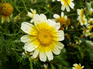 Fototapeta premium yellow daisy flower