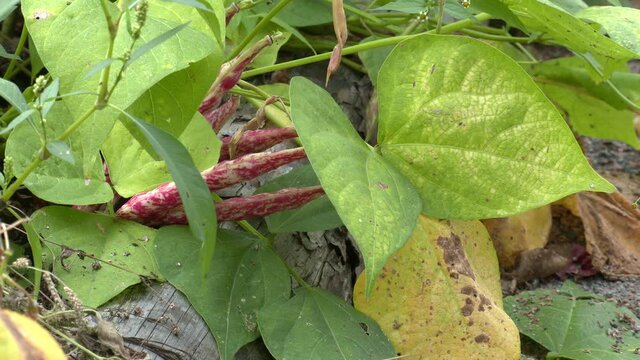 red bean pod in sunny illuminated natural ambiance. Cranberry beans growing on the climbing vine. The borlotti bean is a variety of common bean, also known as the cranberry bean, Roman bean.
