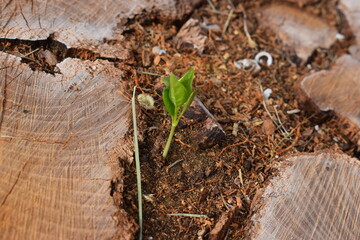 tree stump in a forest