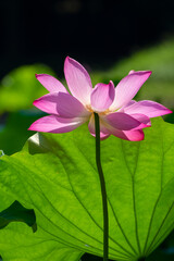 Beautiful Lotus in full bloom in summer