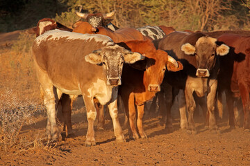 Small herd of free-range cattle on a rural farm of Northern Namibia.