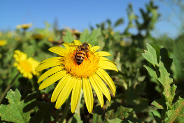 A honey bee collecting nectar on a brightly colored yellow flower.