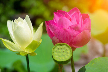 Beautiful Lotus in full bloom in summer