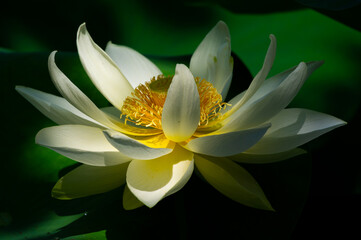 Beautiful Lotus in full bloom in summer