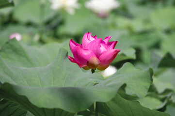 Fototapeta premium Beautiful Lotus in full bloom in summer