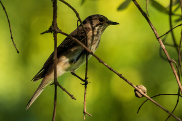 Spotted Flycatcher Muscicapa striata Costa Ballena Cadiz
