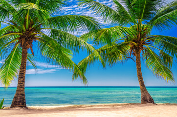 Fototapeta na wymiar Coconut Palm trees on white sandy beach in Punta Cana, Dominican Republic