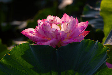 Beautiful Lotus in full bloom in summer