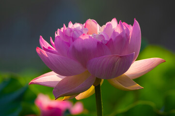 Beautiful Lotus in full bloom in summer
