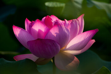 Beautiful Lotus in full bloom in summer