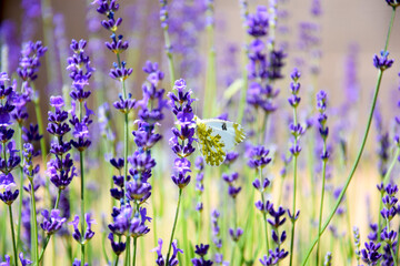 lavender flowers in the garden with butterfly	
