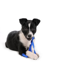 Cute black and white puppy dog lying down playing with blue dog harness 