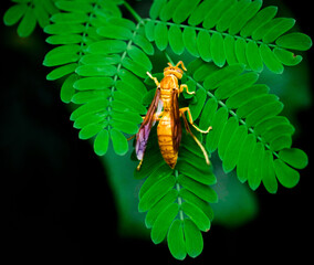 A macro shot of a bee taking nectar from the plant.
