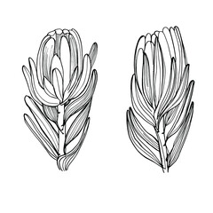 Drawing of a flower of Proteus. Beautiful African flower. Flowers are dried flowers. Coloring book for children and adults. Manual graphics. For textiles, design, printershop. Isolate on white.