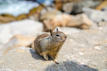 Naklejka na ściany i meble Californian ground squirrel sits on rocks on the Pacific coast.