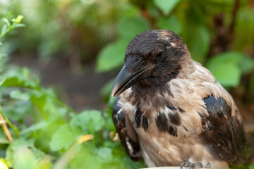 Raven. Eye of the crow. Macro.