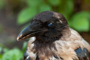 Raven. Eye of the crow. Macro.