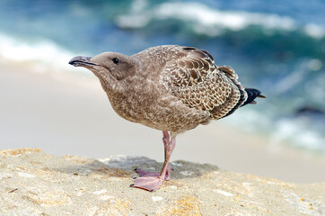 Young seagull (Larus argentatus) stands on stones on the background of the ocean.