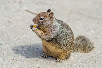 Naklejka na ściany i meble Californian ground squirrel eats cookies.