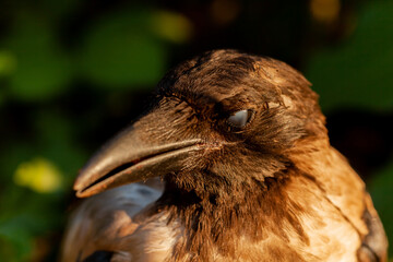 Raven. Eye of the crow. Macro.