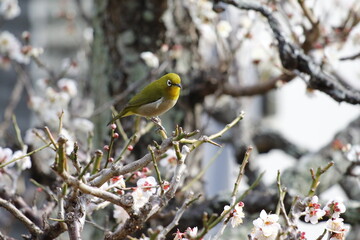 梅の花に寄ってきたメジロ