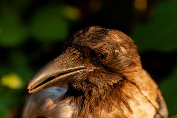Raven. Eye of the crow. Macro.