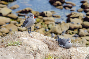 Two seagulls (Heermann's Gull) on the Pacific coast, California