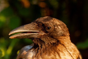 Raven. Eye of the crow. Macro.