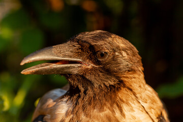 Raven. Eye of the crow. Macro.