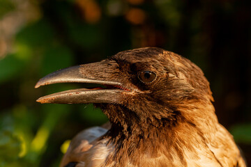 Raven. Eye of the crow. Macro.